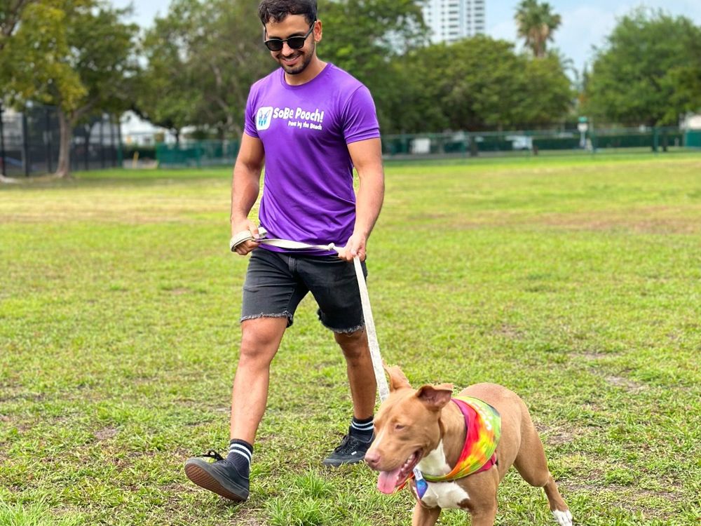 A SoBe Pooch dog walker in a purple shirt walking a dog on the grass in Miami Beach